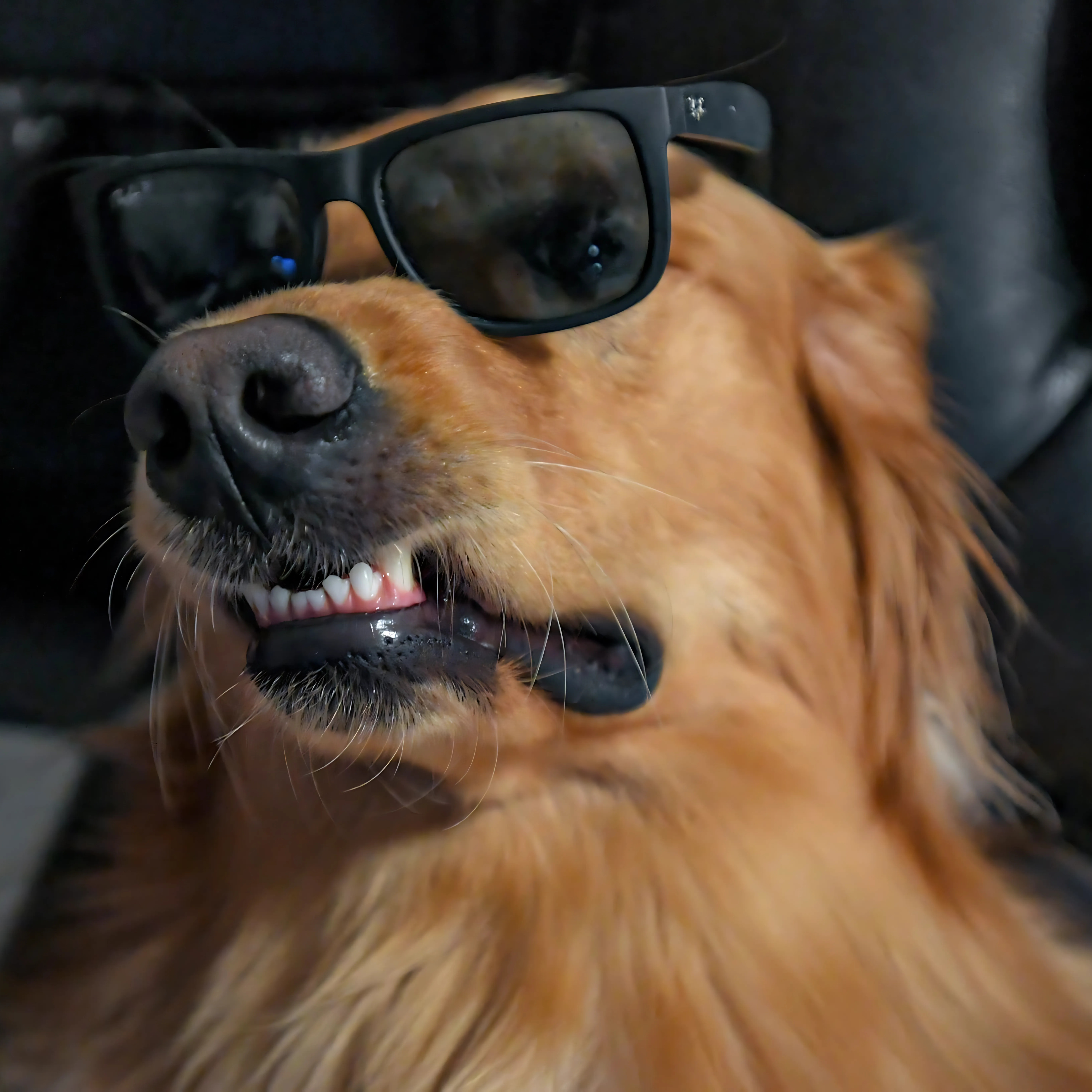 Cool Teddy with sunglasses